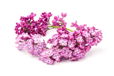 Çiçekli mor leylak dalı beyaz arkaplanda izole.