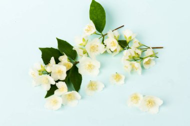 Güzel beyaz yasemin çiçekleri mavi arka planda izole edilmiş, yakın plan.