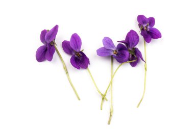 Herbaceous perennial bitki - Viola odorata (ahşap menekşe, tatlı menekşe, İngiliz menekşesi, bahçe viole). Menekşelerin bahar mor çiçekleri kapanıyor