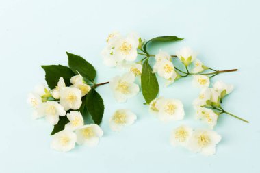 Güzel beyaz yasemin çiçekleri mavi arka planda izole edilmiş, yakın plan.