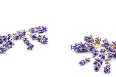 Beyaz arka planda taze lavanta çiçekleri var. Metin için boşluk