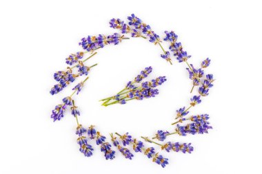 Beyaz arka planda taze lavanta çiçekleri var. Metin için boşluk