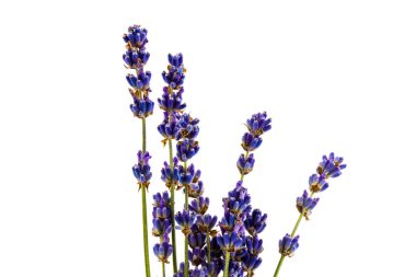 Beyaz arka planda taze lavanta çiçekleri var. Metin için boşluk