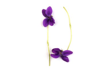 Herbaceous perennial bitki - Viola odorata (ahşap menekşe, tatlı menekşe, İngiliz menekşesi, bahçe viole). Menekşelerin bahar mor çiçekleri kapanıyor