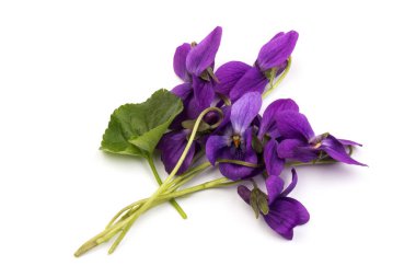 Herbaceous perennial bitki - Viola odorata (ahşap menekşe, tatlı menekşe, İngiliz menekşesi, bahçe viole). Menekşelerin bahar mor çiçekleri kapanıyor