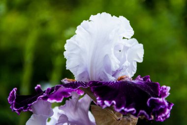 Irisses xiphium (Bulbous iris, sibirica) yakın planda. Sevgililer günü için bayram kartı, kadınlar günü, anneler günü, paskalya.!