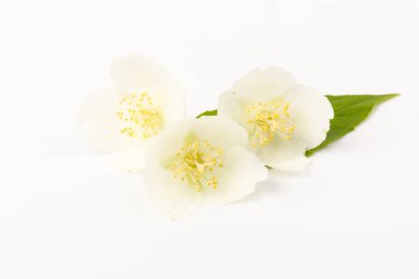 Beyaz arka planda izole edilmiş güzel yasemin çiçekleri, yakın plan.