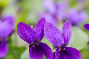 Bahar doğası menekşeleri. Bahçedeki Viola Kodorata çiçekleri. Mor menekşeli Glade kapanıyor.