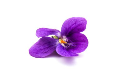 Herbaceous perennial bitki - Viola odorata (ahşap menekşe, tatlı menekşe, İngiliz menekşesi, bahçe viole). Menekşelerin bahar mor çiçekleri kapanıyor