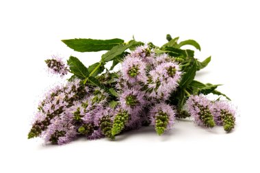 Beyaz arkaplanda izole edilmiş taze nane şekeri yakın plan.