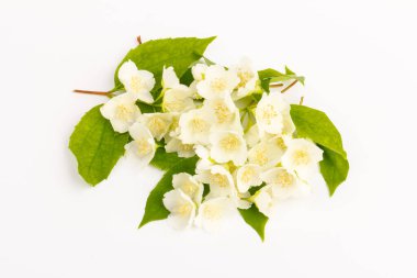 Beyaz arka planda izole edilmiş güzel yasemin çiçekleri, yakın plan.