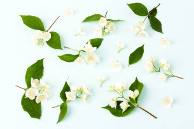 Güzel beyaz yasemin çiçekleri mavi arka planda izole edilmiş, yakın plan.