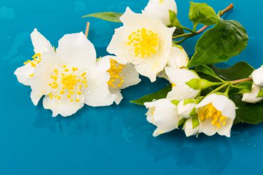 Güzel beyaz yasemin çiçekleri mavi arka planda izole edilmiş, yakın plan.