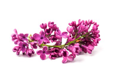 Çiçekli mor leylak dalı beyaz arkaplanda izole.