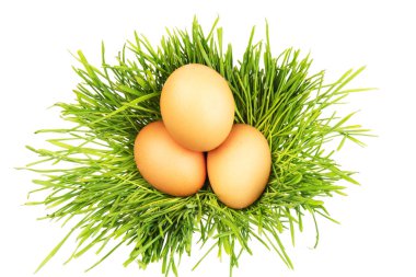 Yeşil çimlerde kahverengi tavuk yumurtaları, beyaz arka planda izole edilmiş. Yakın plan. Paskalya konsepti, metin için boşluk. 