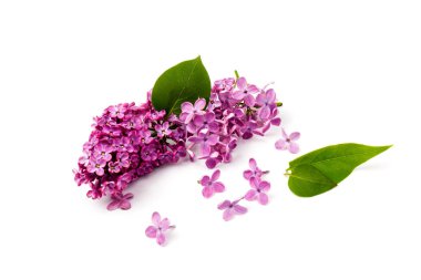Çiçekli mor leylak dalı beyaz arkaplanda izole.