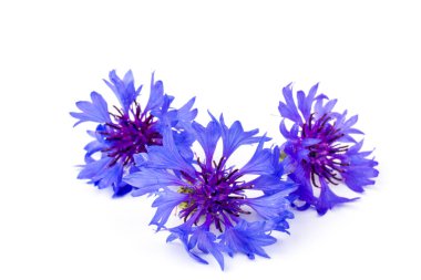 Beyaz arka planda izole edilmiş güzel mavi çiçek. Metin için boşluk