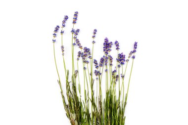 Beyaz arka planda taze lavanta çiçekleri var. Metin için boşluk