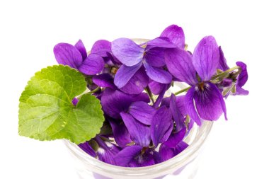 Herbaceous perennial bitki - Viola odorata (ahşap menekşe, tatlı menekşe, İngiliz menekşesi, bahçe viole). Menekşelerin bahar mor çiçekleri kapanıyor