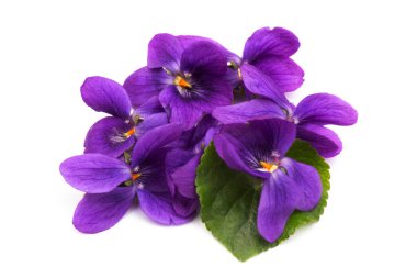Herbaceous perennial bitki - Viola odorata (ahşap menekşe, tatlı menekşe, İngiliz menekşesi, bahçe viole). Menekşelerin bahar mor çiçekleri kapanıyor