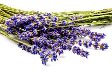 Beyaz arka planda taze lavanta çiçekleri var. Metin için boşluk