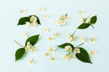 Güzel beyaz yasemin çiçekleri mavi arka planda izole edilmiş, yakın plan.