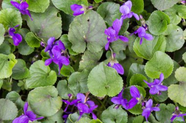 Bahar doğası menekşeleri. Bahçedeki Viola Kodorata çiçekleri. Mor menekşeli Glade kapanıyor.