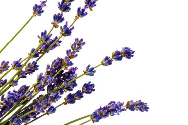 Beyaz arka planda taze lavanta çiçekleri var. Metin için boşluk