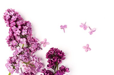 Mor leylak çiçeği, beyaz arkaplanda izole edilmiş.