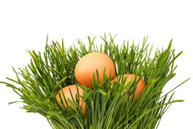 Yeşil çimlerde kahverengi tavuk yumurtaları, beyaz arka planda izole edilmiş. Yakın plan. Paskalya konsepti, metin için boşluk. 