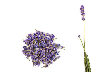 Beyaz arka planda taze lavanta çiçekleri var. Metin için boşluk