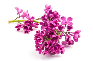 Çiçekli mor leylak dalı beyaz arkaplanda izole.