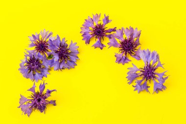 Mavi ve menekşe çiçekleri, sarı arka planda yaz çiçekleri, çiçek arkaplanı, güzel küçük çiçek çiçekleri