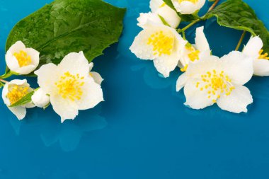 Güzel beyaz yasemin çiçekleri mavi arka planda izole edilmiş, yakın plan.