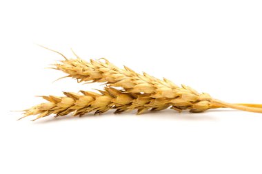 Beyaz arka planda yakın plan altın buğday kulakları. Zengin hasat konsepti. Etiket sanat tasarımı