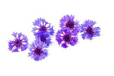 Beyaz arka planda izole edilmiş güzel mavi çiçek. Metin için boşluk