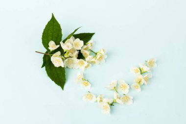 Güzel beyaz yasemin çiçekleri mavi arka planda izole edilmiş, yakın plan.