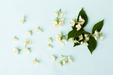 Güzel beyaz yasemin çiçekleri mavi arka planda izole edilmiş, yakın plan.