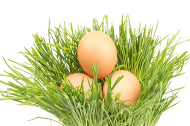 Yeşil çimlerde kahverengi tavuk yumurtaları, beyaz arka planda izole edilmiş. Yakın plan. Paskalya konsepti, metin için boşluk. 