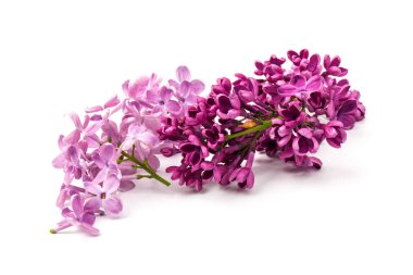 Çiçekli mor leylak dalı beyaz arkaplanda izole.
