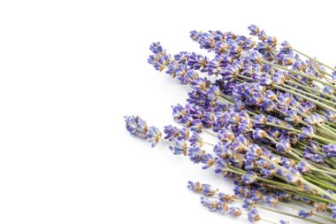 Beyaz arka planda taze lavanta çiçekleri var. Metin için boşluk