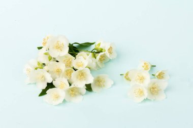 Güzel beyaz yasemin çiçekleri mavi arka planda izole edilmiş, yakın plan.