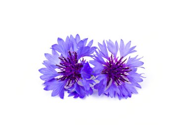 Beyaz arka planda izole edilmiş güzel mavi çiçek. Metin için boşluk