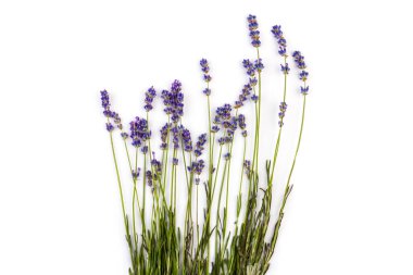 Beyaz arka planda taze lavanta çiçekleri var. Metin için boşluk