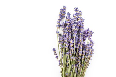 Beyaz arka planda taze lavanta çiçekleri var. Metin için boşluk