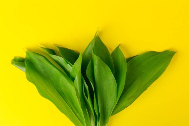 Convallaria majalis (vadideki zambak), zambak çiçeği düğünlerde kullanıldı ve çok pahalı olabilir. Uluslararası İşçi Bayramı 'nda vadi zambağı satmak Fransa' da bir gelenek haline geldi.