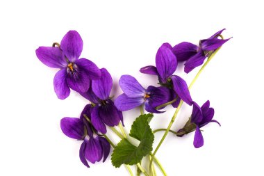 Herbaceous perennial bitki - Viola odorata (ahşap menekşe, tatlı menekşe, İngiliz menekşesi, bahçe viole). Menekşelerin bahar mor çiçekleri kapanıyor