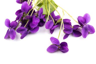 Herbaceous perennial bitki - Viola odorata (ahşap menekşe, tatlı menekşe, İngiliz menekşesi, bahçe viole). Menekşelerin bahar mor çiçekleri kapanıyor