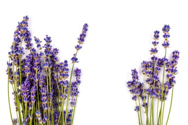 Beyaz arka planda taze lavanta çiçekleri var. Metin için boşluk