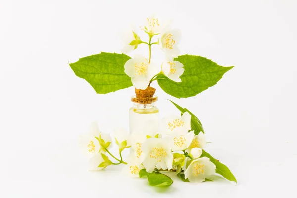 Jasmine flowers with a cone for essential oil, isolated on white background in close- up. Place for text.